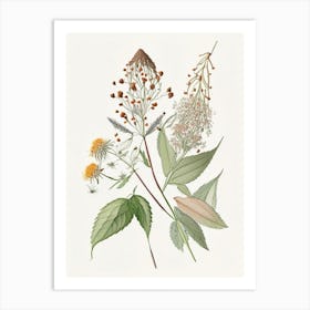 Boneset Spices And Herbs Pencil Illustration 2 Art Print