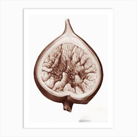 Fig paniting Art Print