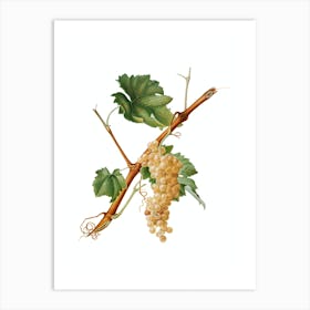 Vintage Vermentino Grapes Botanical Illustration on Pure White n.0510 Art Print