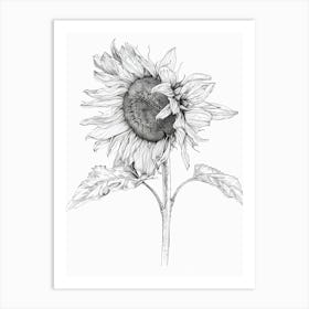 Sunflower 1 Art Print