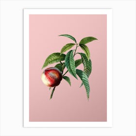 Vintage Peach Botanical on Soft Pink Art Print