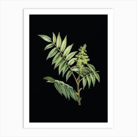 Vintage Staghorn Sumac Botanical Illustration on Solid Black n.0069 Art Print