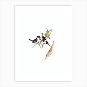 Vintage Sordid Halcyon Bird Illustration on Pure White Art Print