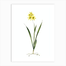 Vintage Ixia Fusco Citrina Botanical Illustration on Pure White n.0727 Art Print