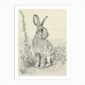 English Silver Rabbit Drawing 3 Art Print