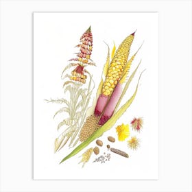 Corn Silk Spices And Herbs Pencil Illustration 2 Art Print