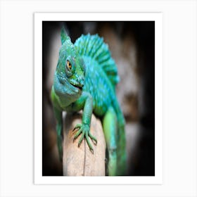 Iguana Art Print