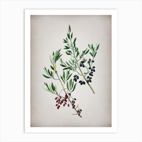 Vintage Wild Olive Botanical on Parchment n.0033 Art Print