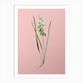 Vintage Drooping Star of Bethlehem Botanical on Soft Pink n.0656 Art Print