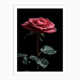 Rose On A Black Background 9 Art Print