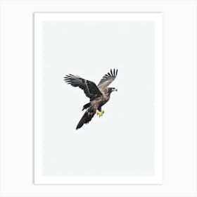 Golden Eagle B&W Pencil Drawing 1 Bird Art Print