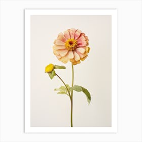 Pressed Flower Botanical Art Zinnia 1 Art Print
