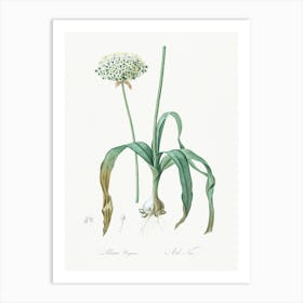 Black Garlic, Pierre Joseph Redoute Art Print