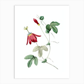 Vintage Red Passion Flower Botanical Illustration on Pure White n.0062 Art Print