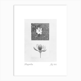 Magnolia Botanical Collage 4 Art Print