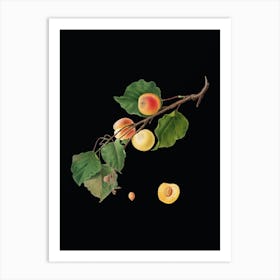 Vintage Peach Botanical Illustration on Solid Black n.0330 Art Print