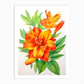 Orange Lily 2 Art Print