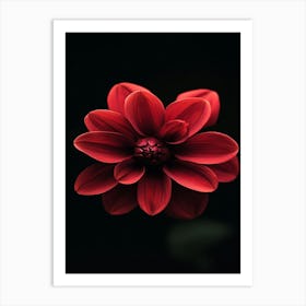 Dahlia Flower 4 Art Print