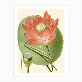 Lotus Flower 2 Art Print