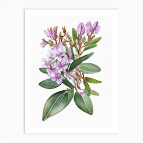 Mountain Laurel Wildflower Watercolour Art Print