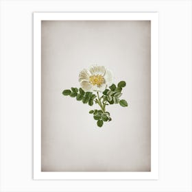Vintage White Burnet Rose Botanical on Parchment n.0484 Art Print