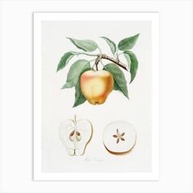 Carla Apple (Melo Carlo) From Pomona Italiana (1817 - 1839), Giorgio Gallesio Art Print