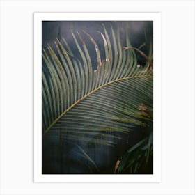 Palm  leaf behind the glass | Hortus Botanicus | Amsterdam | The Netherlands Art Print