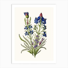 Veronica Wildflower Vintage Botanical 2 Art Print