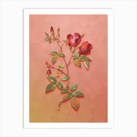Vintage Velvet China Rose Botanical Art on Peach Pink n.0863 Art Print
