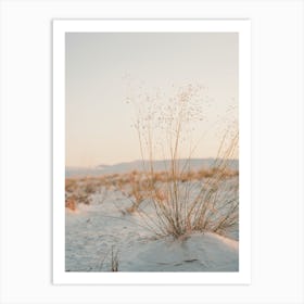 Dried Desert Grass Art Print