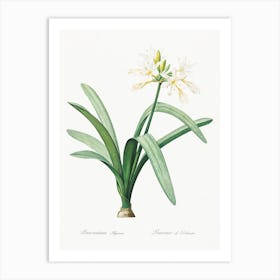 Pancratium Illyricum, Pierre Joseph Redoute Art Print