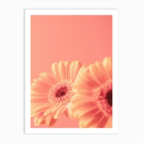 Peach fuzz trend - blooming beauties soft pastel orange colored Gerbera flowers in summer - floral nature and travel photography by Christa Stroo Photography Art Print