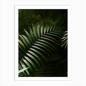 Palm Frond Art Print