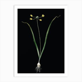 Vintage Allium Scorzonera Folium Botanical Illustration on Solid Black n.0052 Art Print