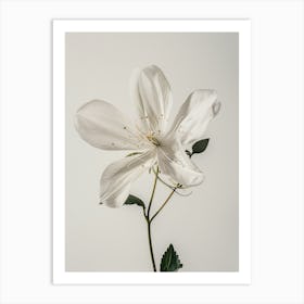 White Clematis Flower Art Print