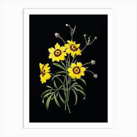 Vintage Coreopsis Elegans Botanical Illustration on Solid Black n.0845 Art Print
