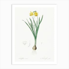Lesser Wild Daffodil Illustration From Les Liliacées (1805), Pierre Joseph Redoute Art Print