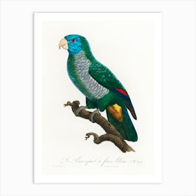 The Saint Lucia Amazon From Natural History Of Parrots, Francois Levaillant Art Print