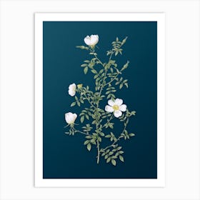 Vintage Hedge Rose Botanical Art on Teal Blue n.0129 Art Print