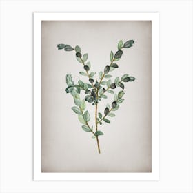 Vintage Creeping Willow Botanical on Parchment n.0447 Art Print