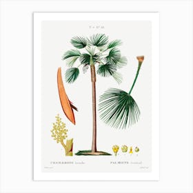 Palm Fan, Pierre Joseph Redoute Art Print