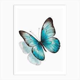 Blue Butterfly Canvas Print Art Print