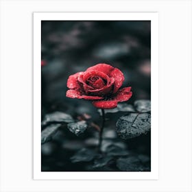 Red Rose 20 Art Print