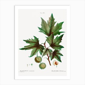 Platanus Orientalis, Pierre Joseph Redoute Art Print