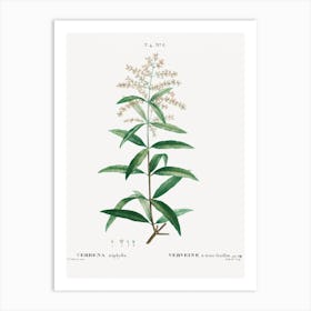 Lemon Verbena, Pierre Joseph Redoute Art Print