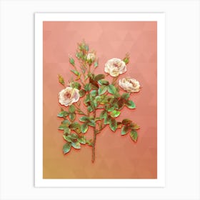 Vintage Rosier Pompon Botanical Art on Peach Pink n.0703 Art Print