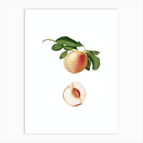 Vintage Peach Botanical Illustration on Pure White Art Print