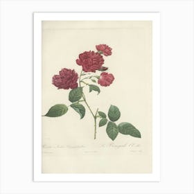 Rose Illustration, Pierre Joseph Redoute (82) Art Print