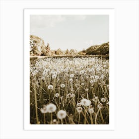 Dandelion Field Art Print