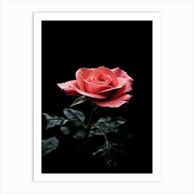 Pink Rose On Black Background 14 Art Print